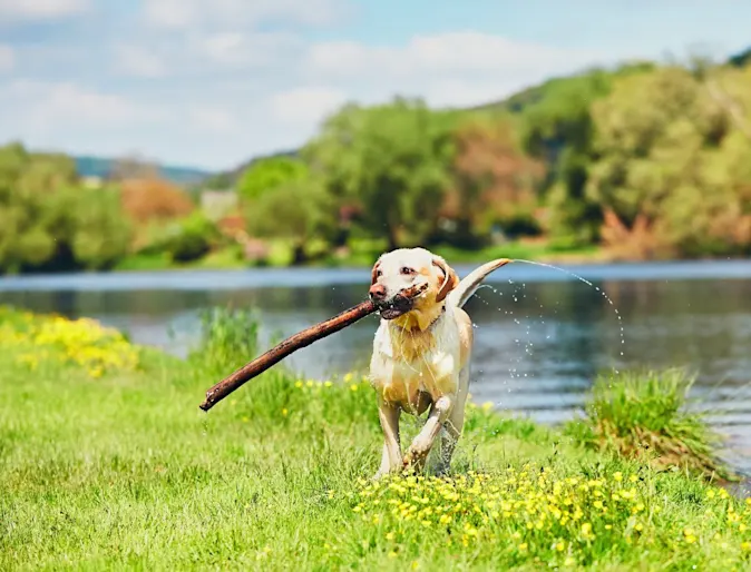 Dog with big stick in its mouth running from a lake