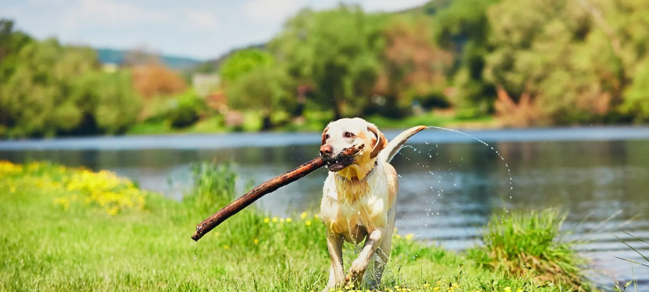 Dog with big stick in its mouth running from a lake