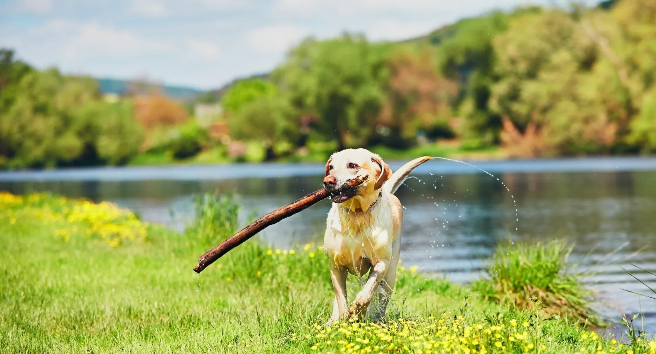 Dog with big stick in its mouth running from a lake