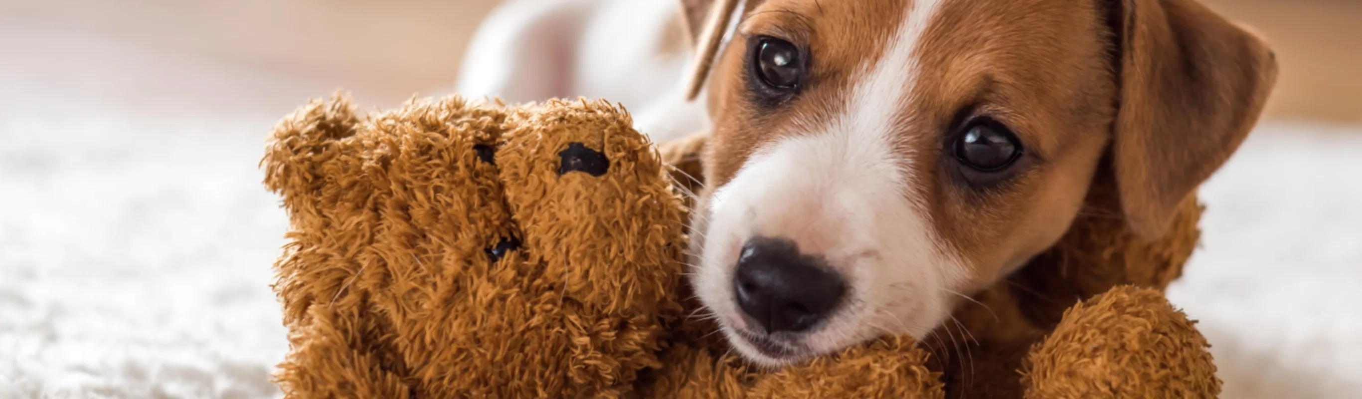 Puppy Laying Down with Brown Teddy Bear Puppy Laying Down with Brown Teddy Bear