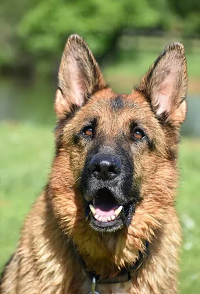 Smiliing dog Smiliing dog