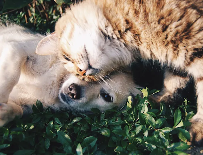 Dog and cat snuggling in the grass.