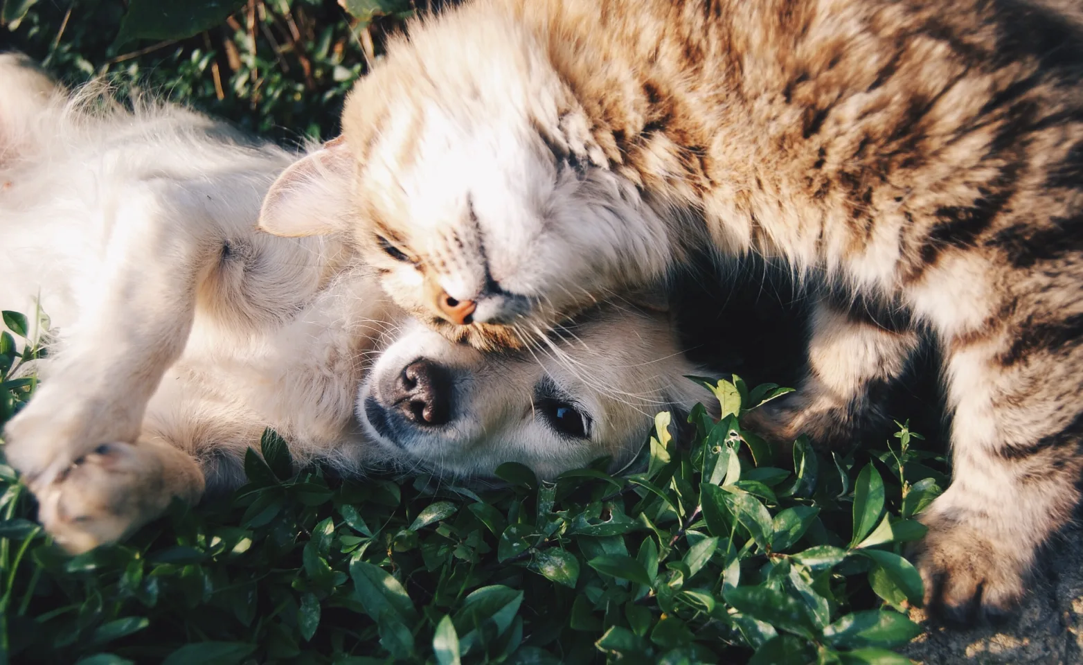 Dog and cat snuggling in the grass.