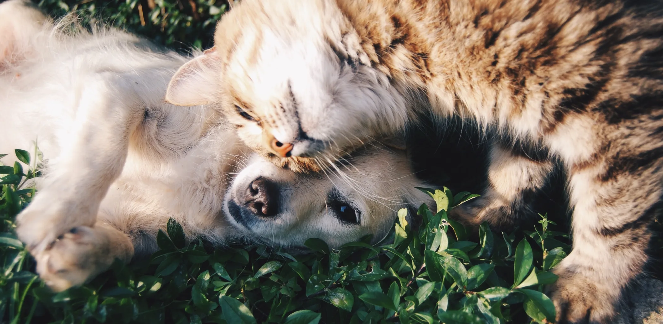Dog and cat snuggling in the grass.