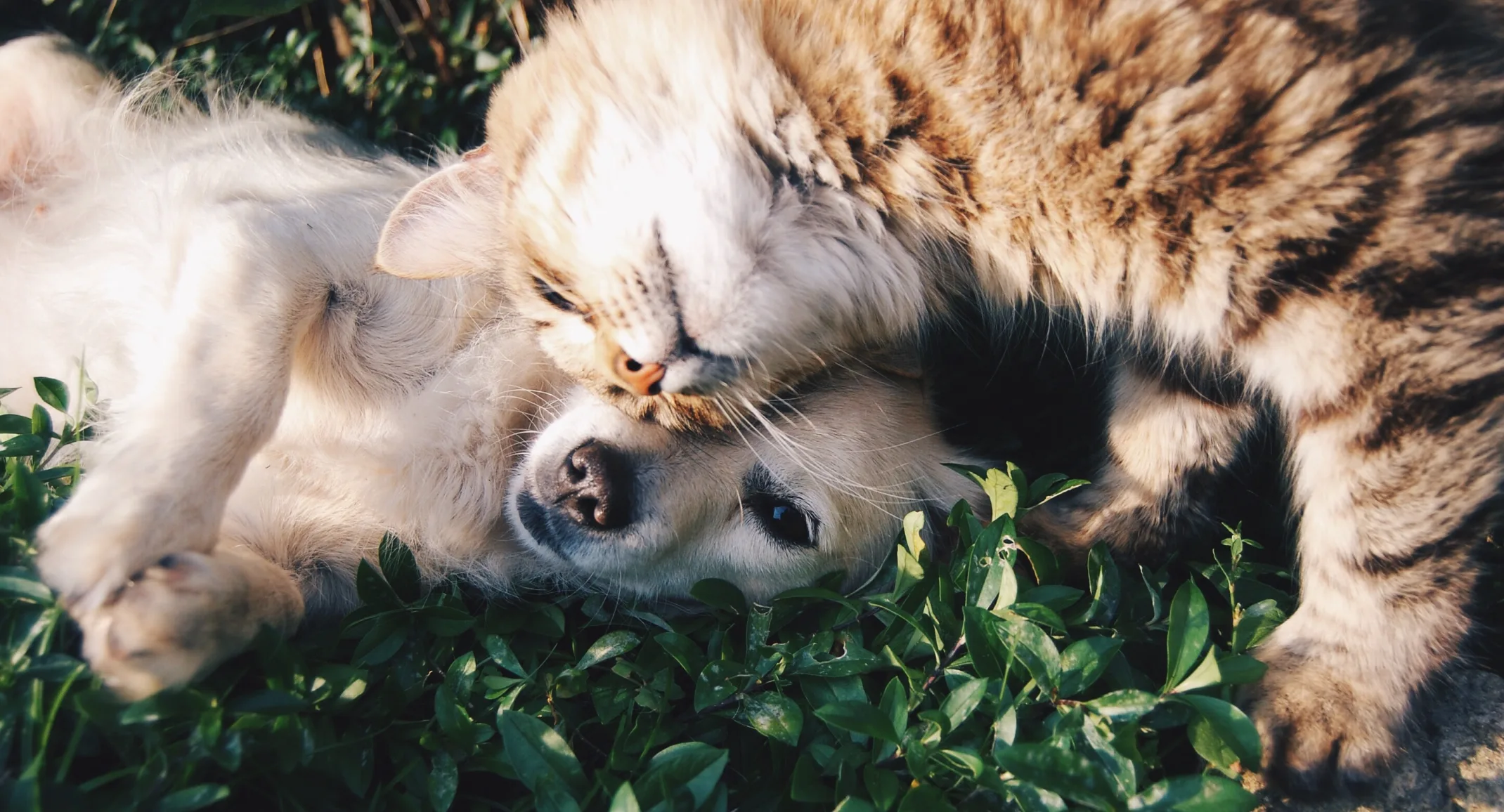 Dog and cat snuggling in the grass.