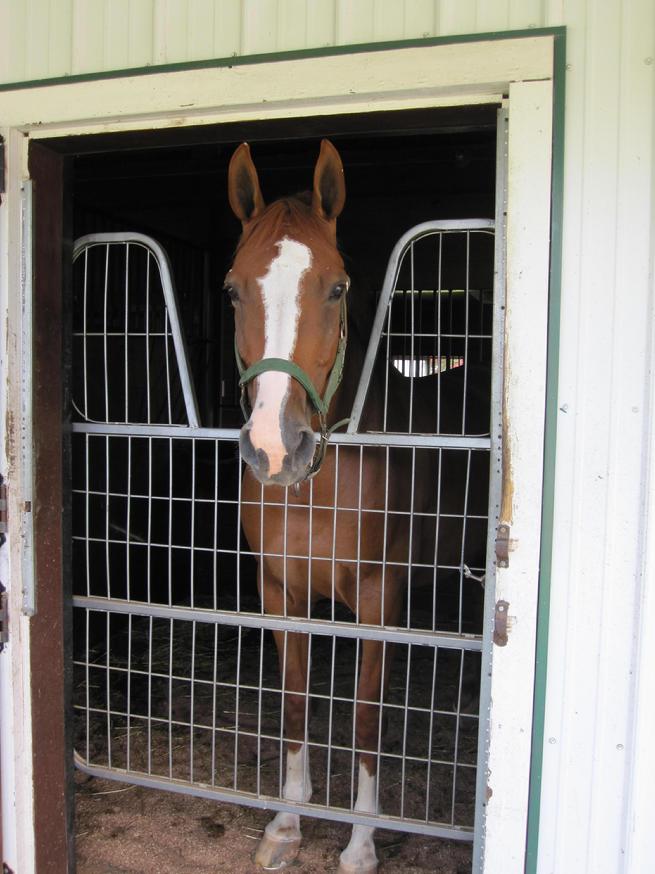 Horse in Barn at Delmarva Equine Clinic