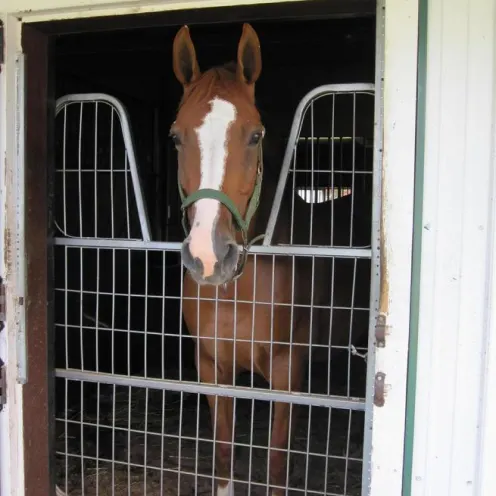 Horse in Barn at Delmarva Equine Clinic