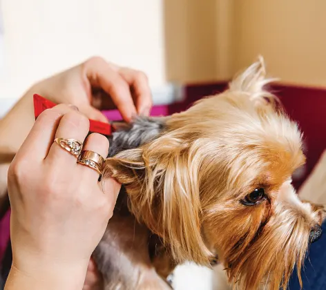 Dog getting combed for fleas