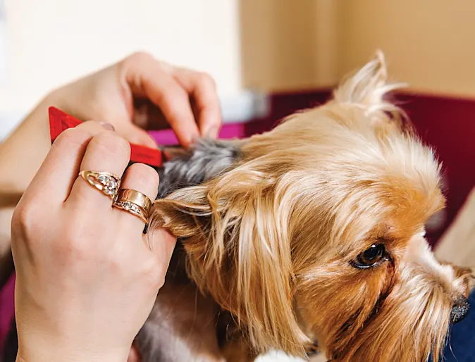 Dog getting combed for fleas