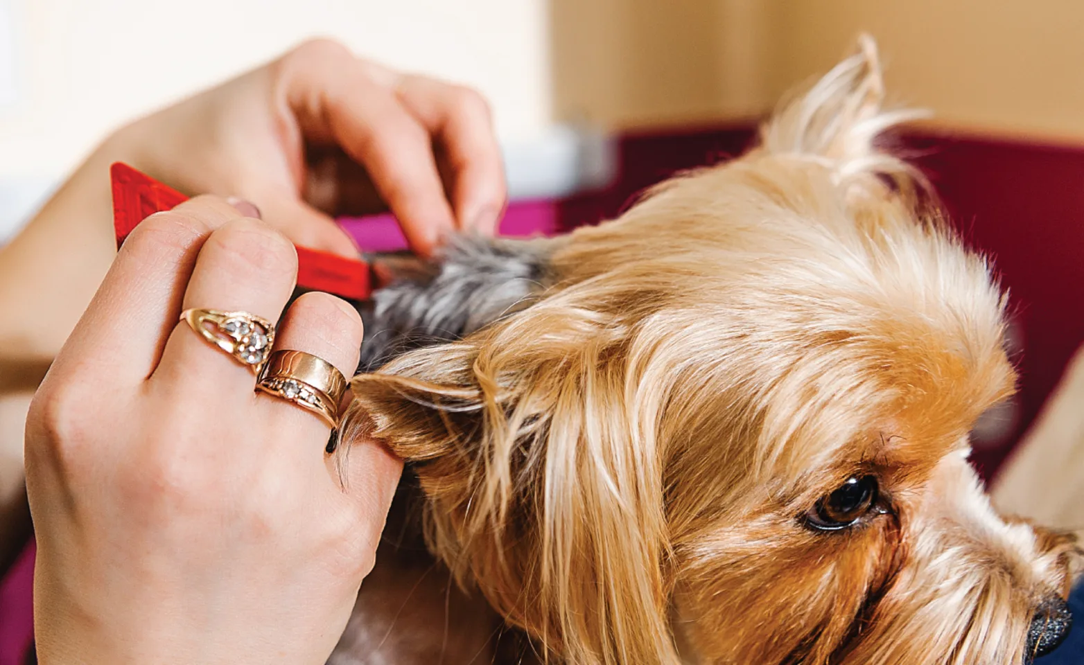 Dog getting combed for fleas Dog getting combed for fleas