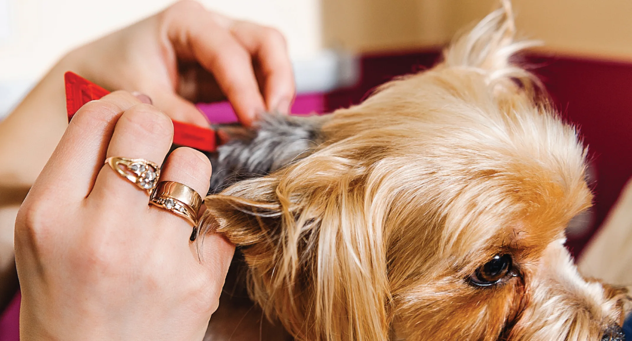 Dog getting combed for fleas