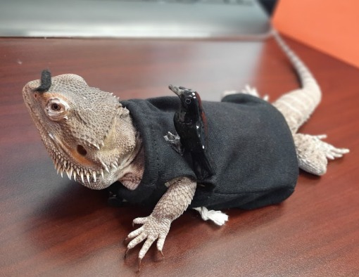 Reptile Wearing a Tiny T-Shirt