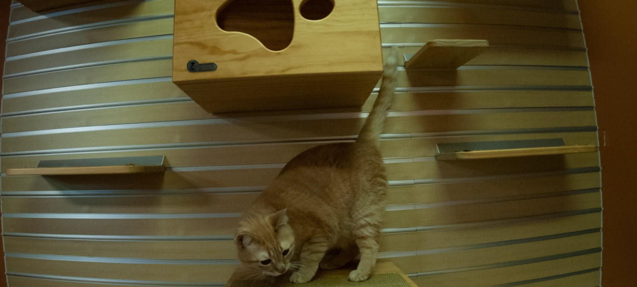 Cat boarding at Folsom Dog Resort & Training Cat boarding at Folsom Dog Resort & Training