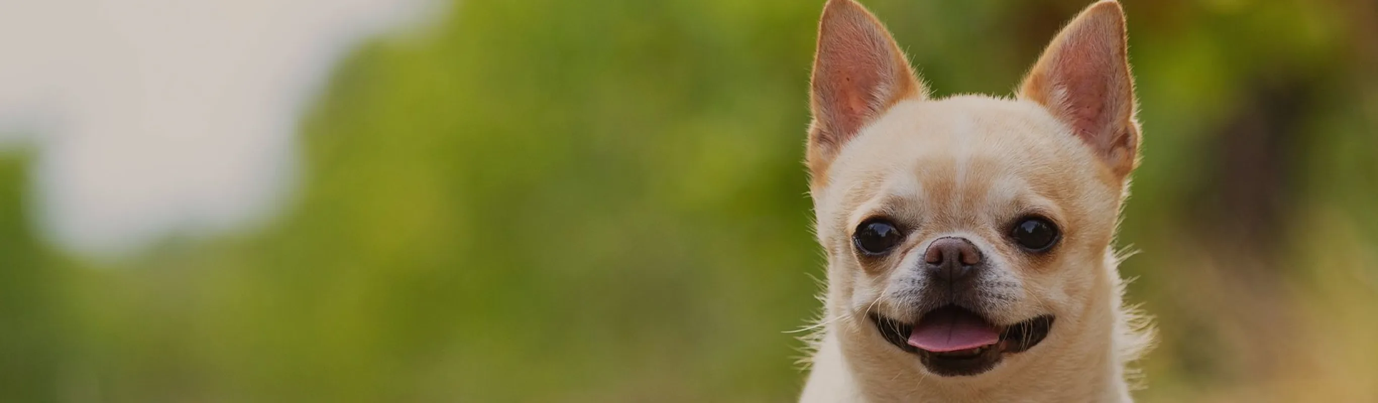 Close up of light tan chihuahua. Close up of light tan chihuahua.