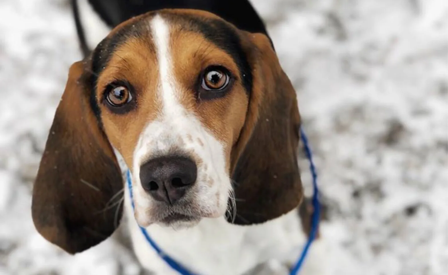 Beagle standing in snow Beagle standing in snow