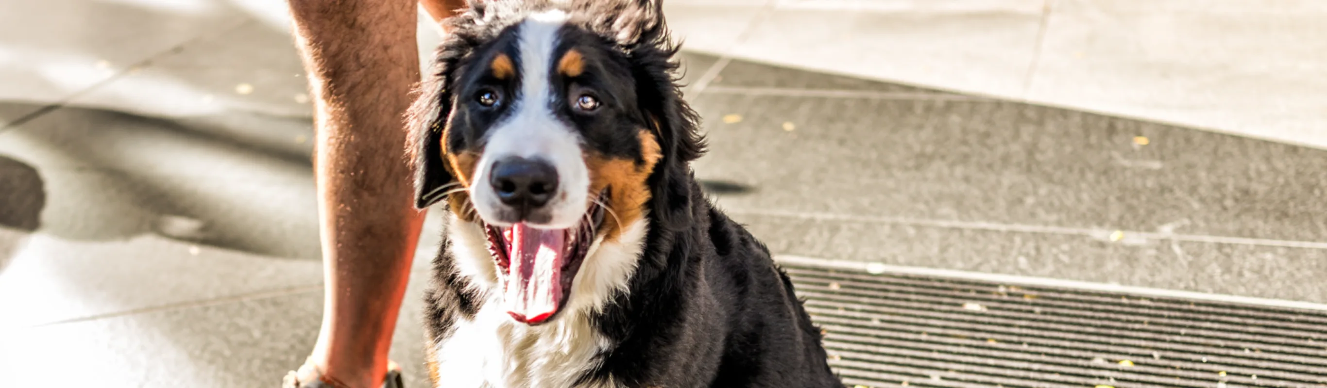 Dog yawning Dog yawning