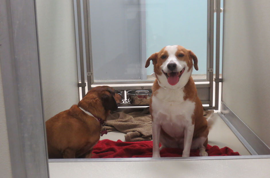 Chloe and Lucy two dogs sitting in boarding room