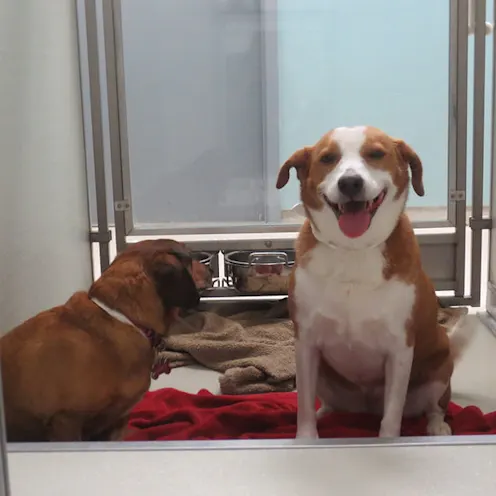Chloe and Lucy two dogs sitting in boarding room Chloe and Lucy two dogs sitting in boarding room