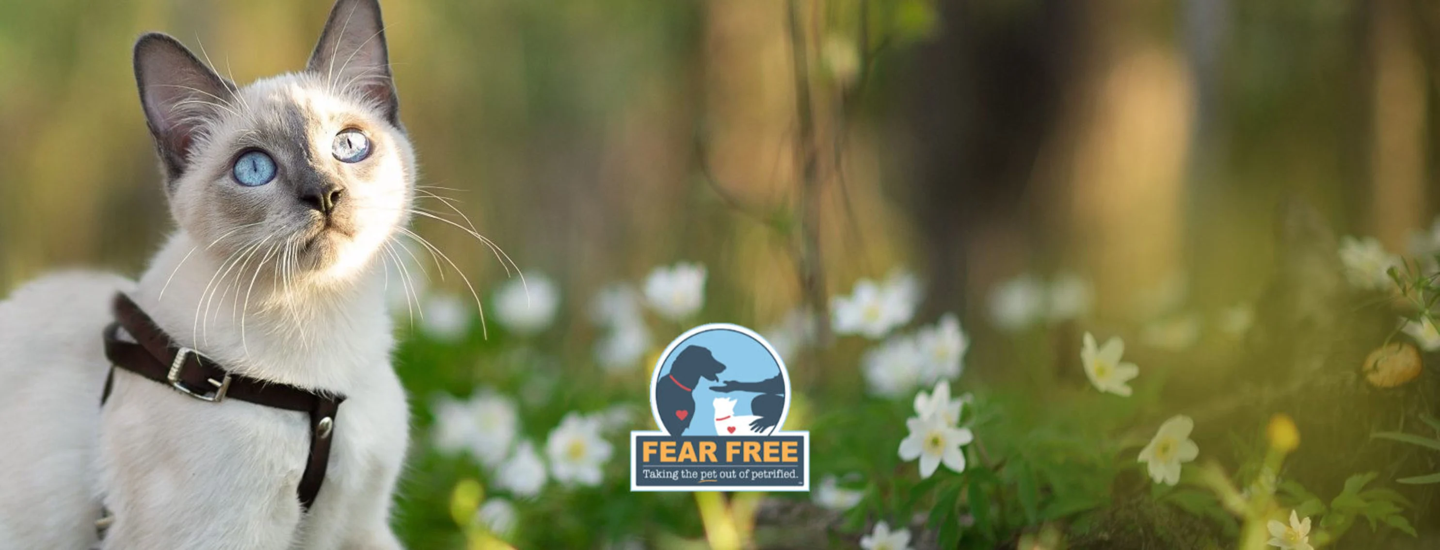 Cat in flower field with fear free logo (center) Cat in flower field with fear free logo (center)