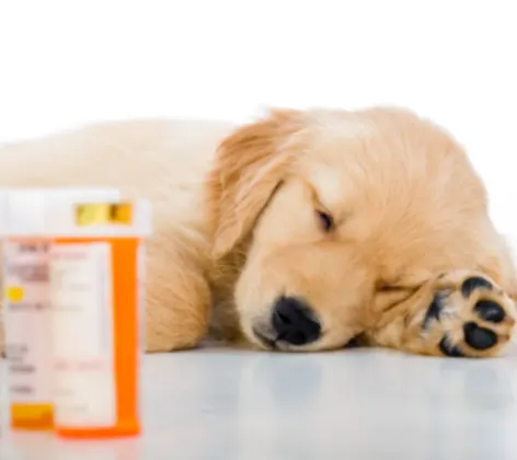 Dog Lying Next to Medication Bottles Dog Lying Next to Medication Bottles