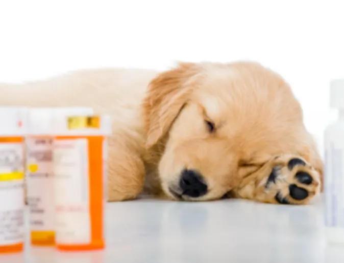 Dog Lying Next to Medication Bottles