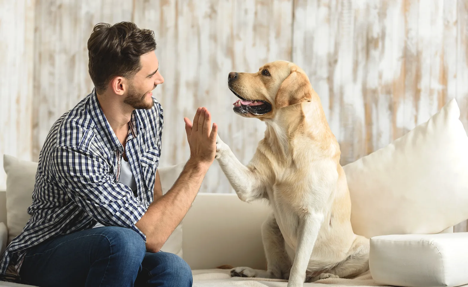 Man and Dog hi fiving Man and Dog hi fiving