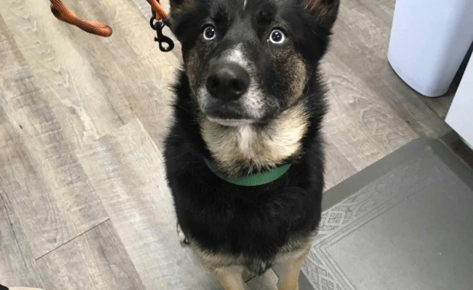 A black dog looking up at Black Dog Veterinary Services