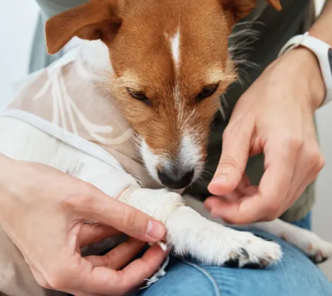 Dog Looking at Bandaged Paw