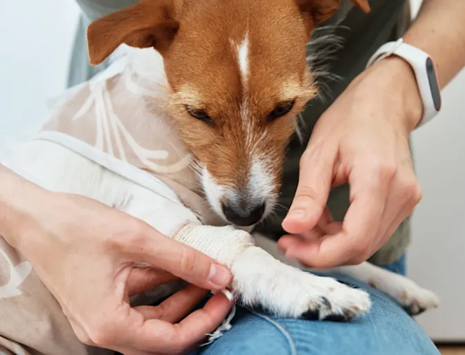 Dog Looking at Bandaged Paw Dog Looking at Bandaged Paw