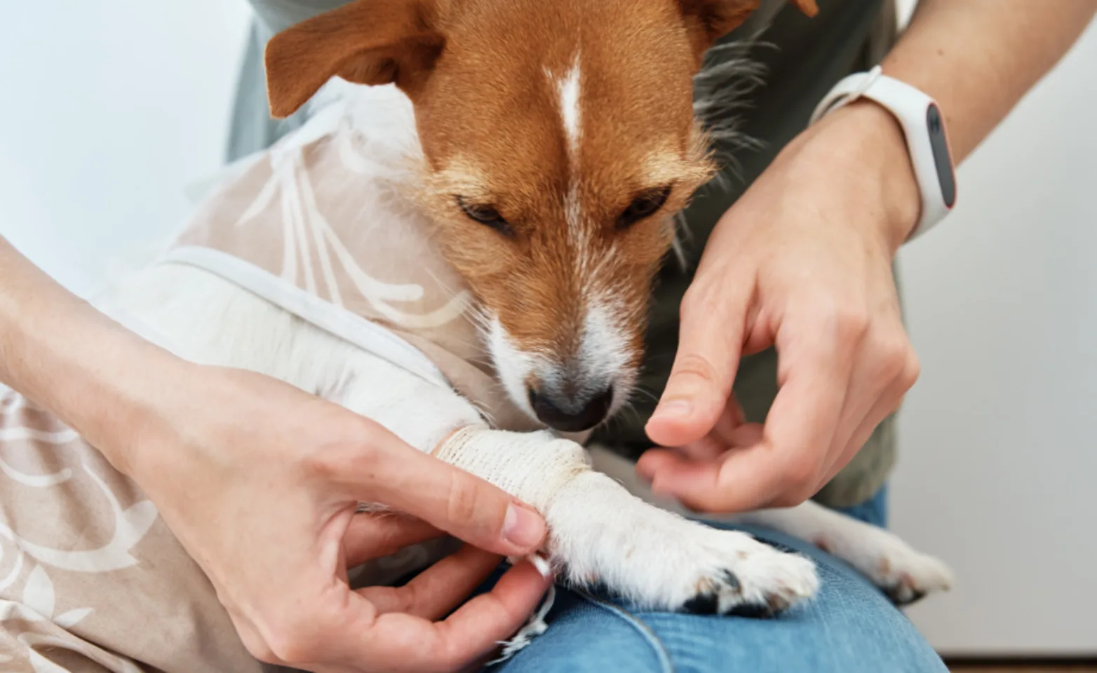 Dog Looking at Bandaged Paw Dog Looking at Bandaged Paw