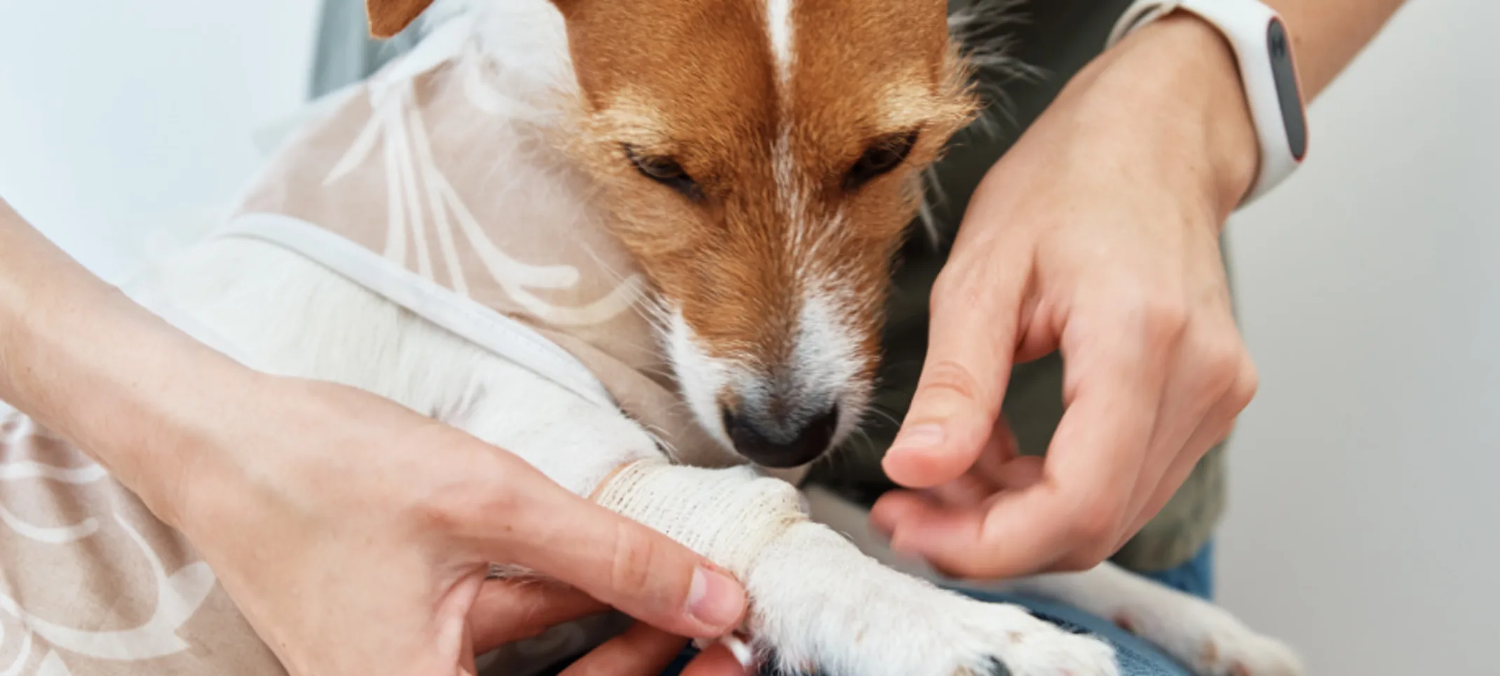Dog Looking at Bandaged Paw Dog Looking at Bandaged Paw