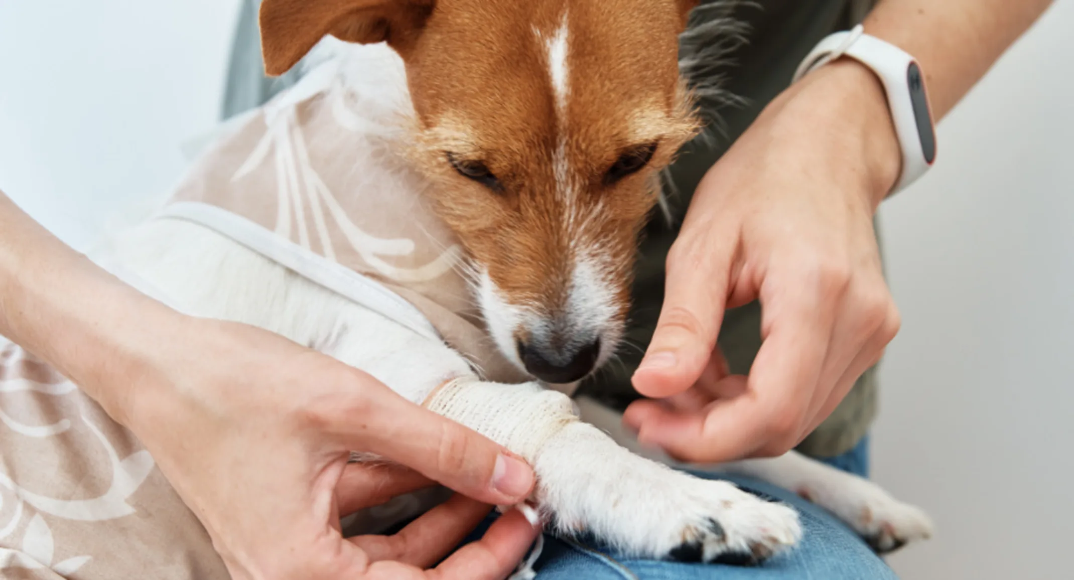 Dog Looking at Bandaged Paw Dog Looking at Bandaged Paw