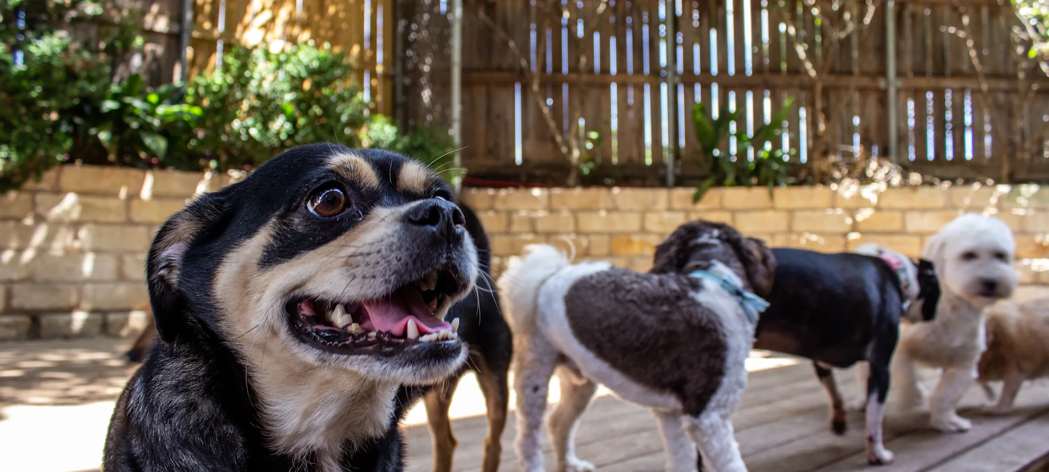 dogs playing outside at Taurus Academy dogs playing outside at Taurus Academy