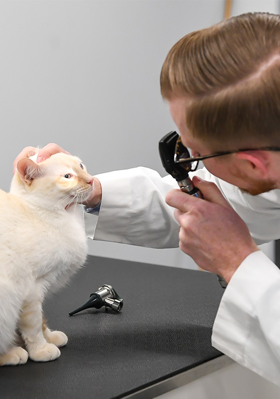 A doctor examining a cat's eyes