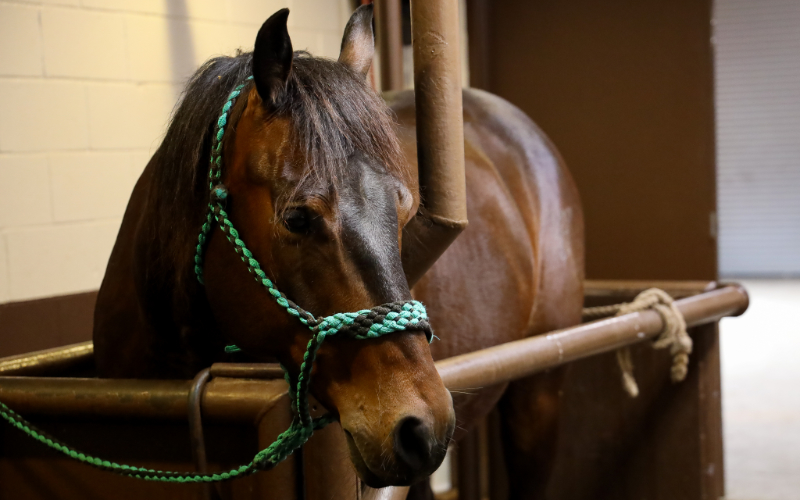 Dark Brown Horse Leaning Over Railing