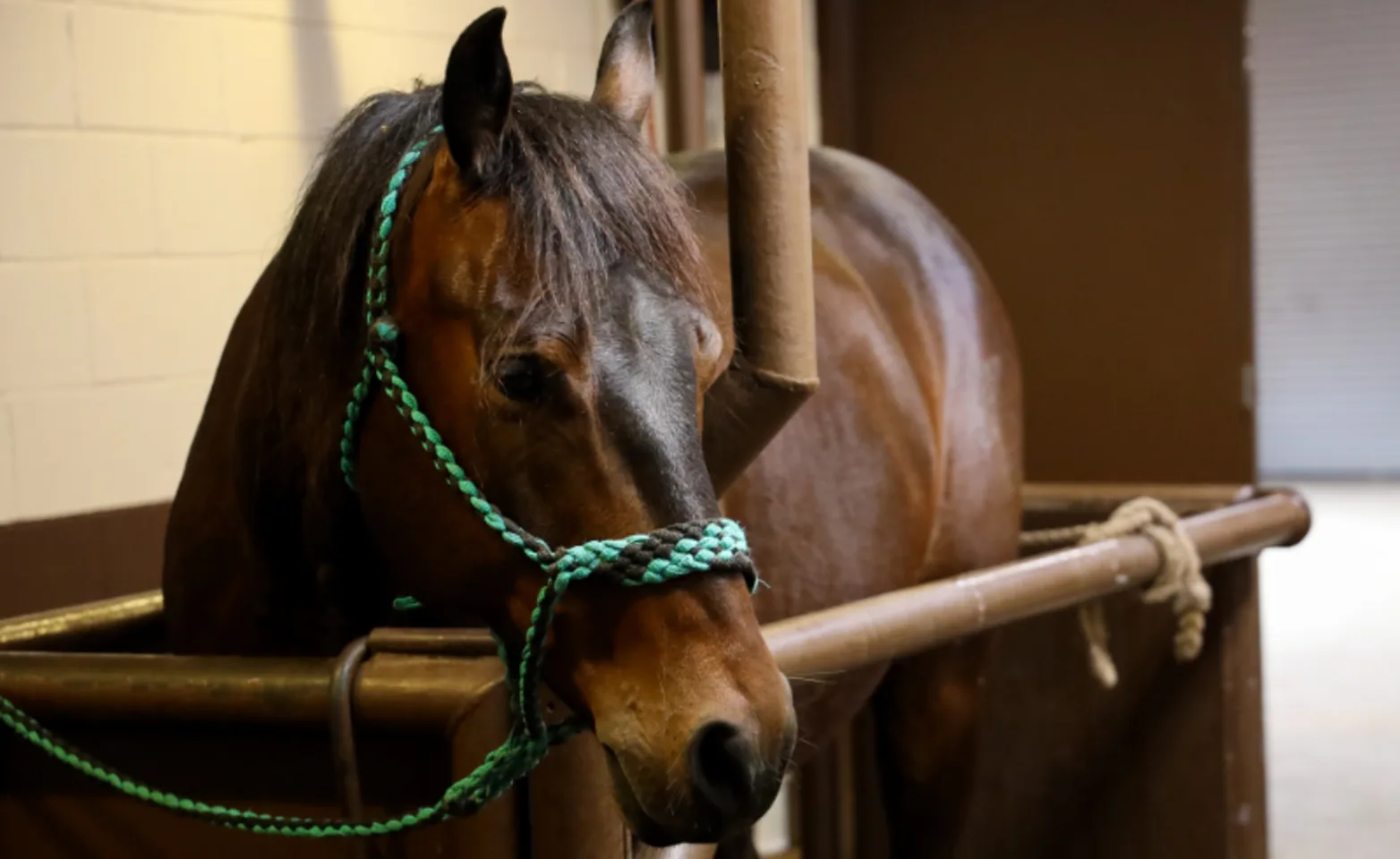 Dark Brown Horse Leaning Over Railing Dark Brown Horse Leaning Over Railing