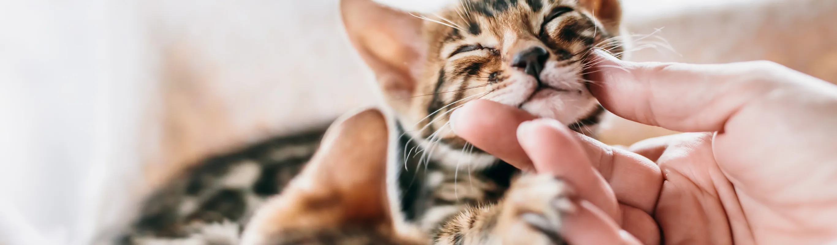 person's hand petting a kitten in a basket