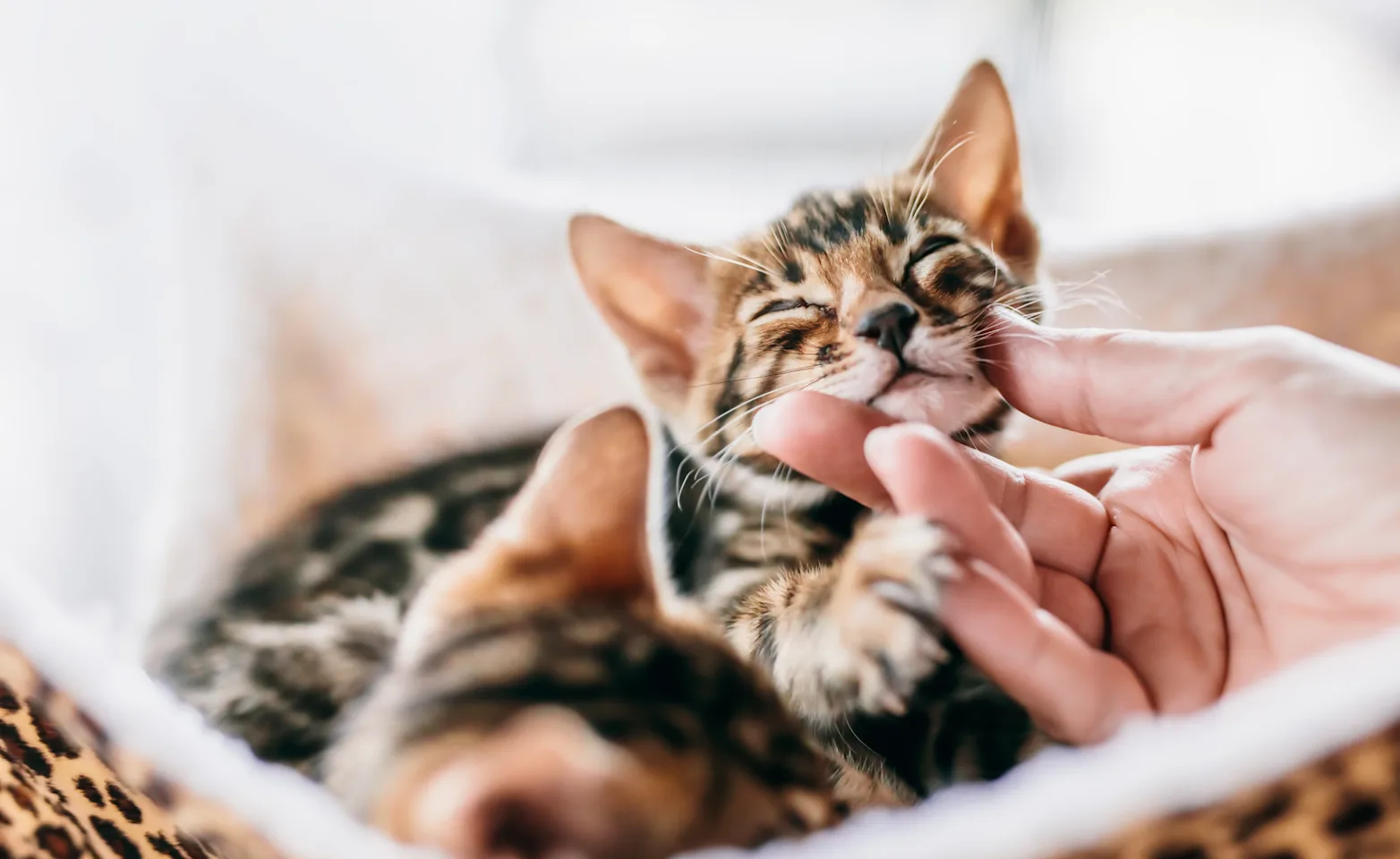 person's hand petting a kitten in a basket person's hand petting a kitten in a basket