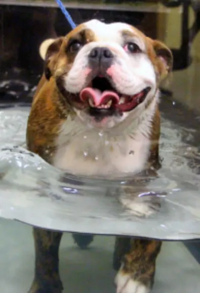 Dog walking in water therapy area Dog walking in water therapy area
