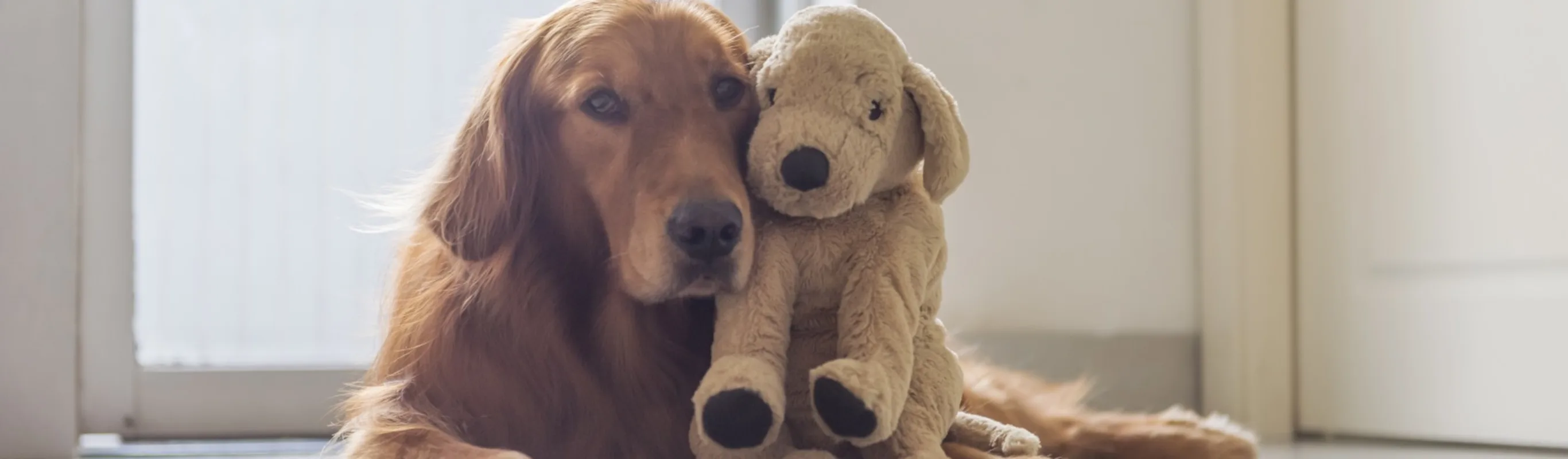 Golden Retriever with stuffed animal Golden Retriever with stuffed animal