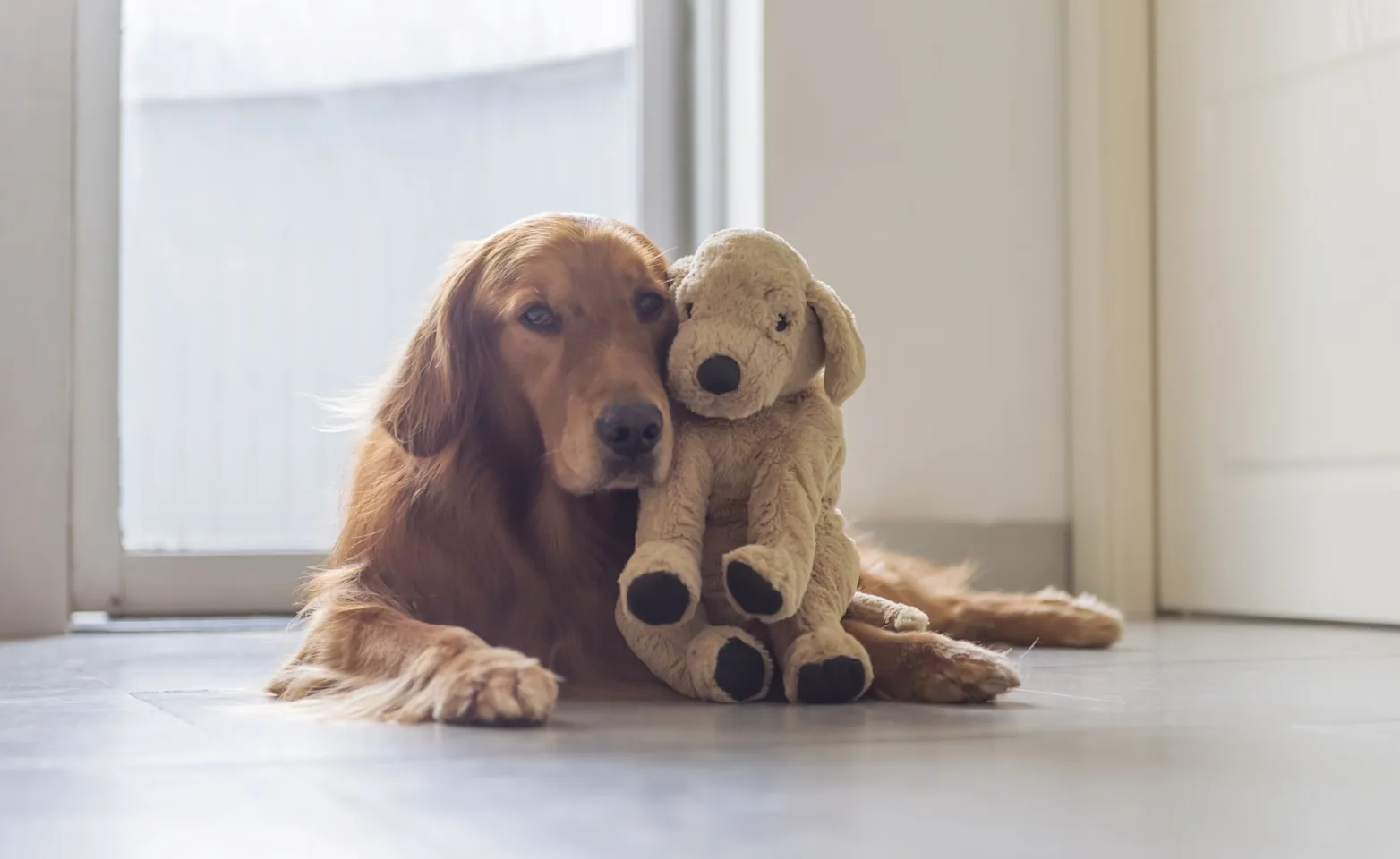 Golden Retriever with stuffed animal Golden Retriever with stuffed animal