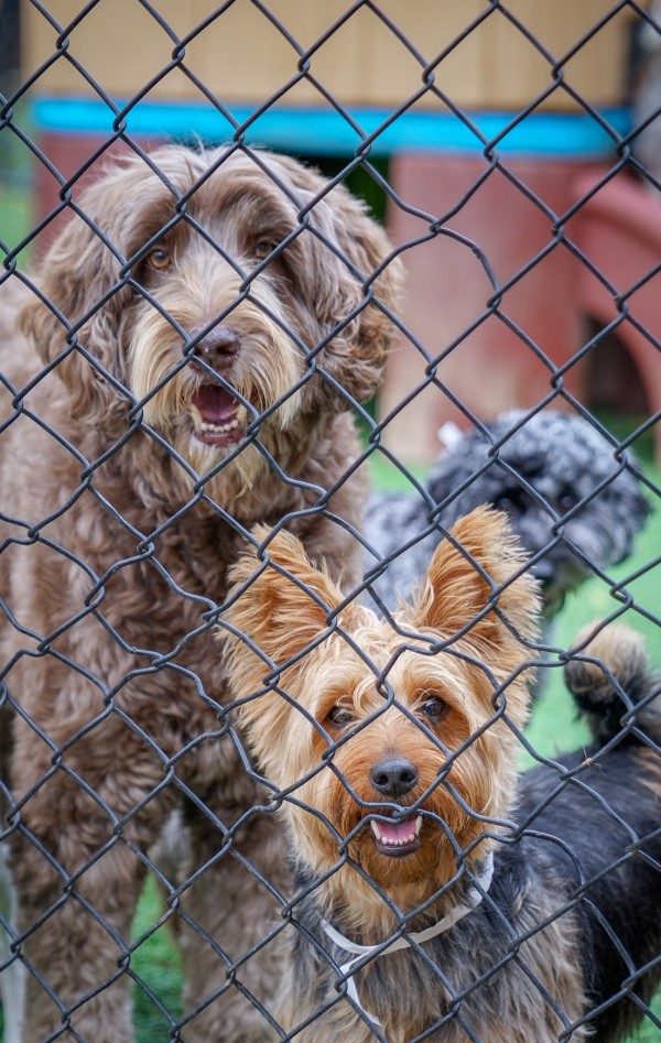 2 dogs behind fence
