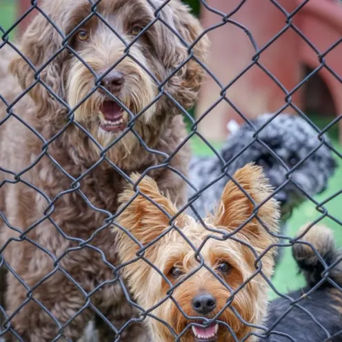 2 dogs behind fence