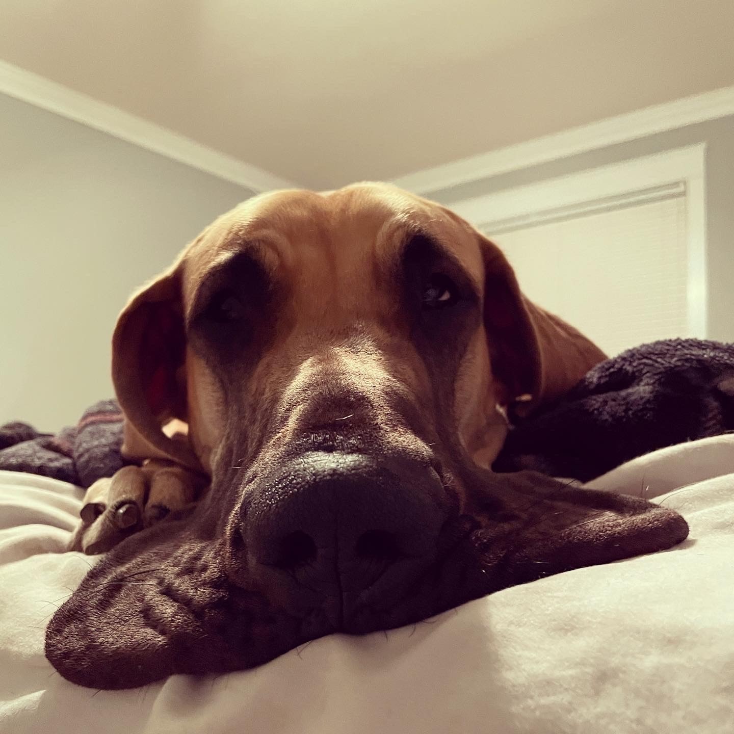 A dog with its upper lips spread on the bed