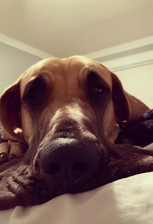 A dog with its upper lips spread on the bed A dog with its upper lips spread on the bed