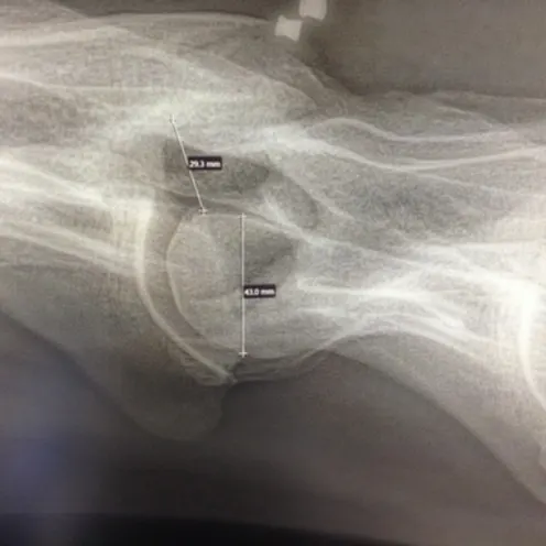 X-Ray of horse leg