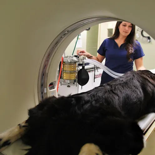 AMC of Hattiesburg CT Scan AMC of Hattiesburg CT Scan