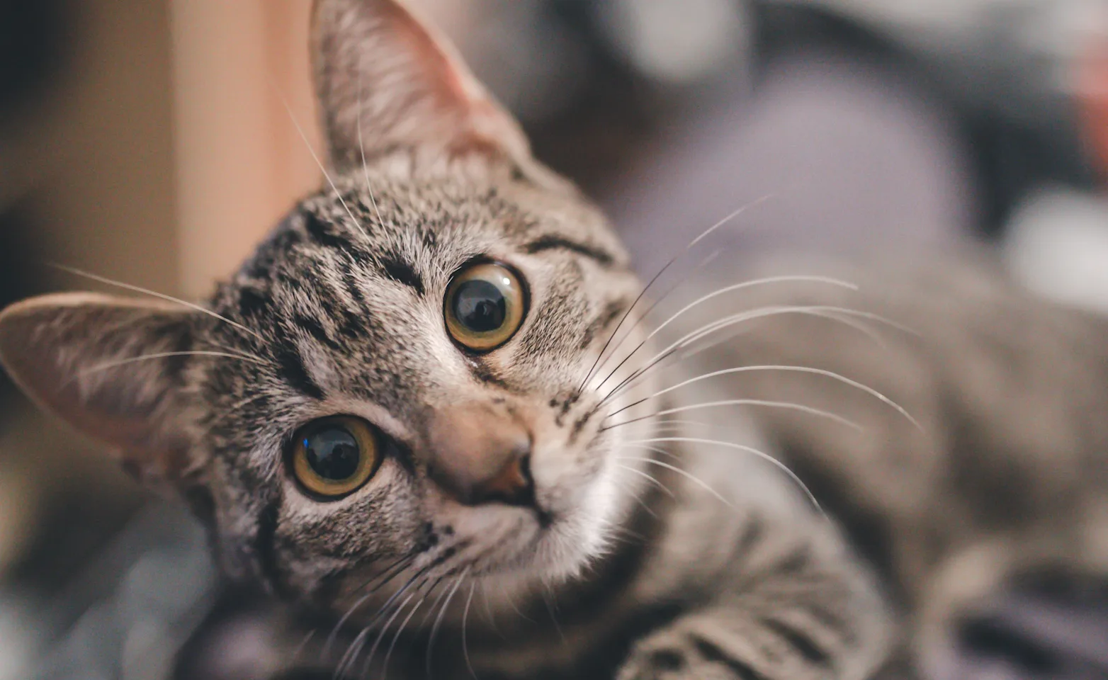 cat looking at the camera cat looking at the camera