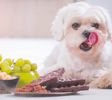 Small dog laying next to food