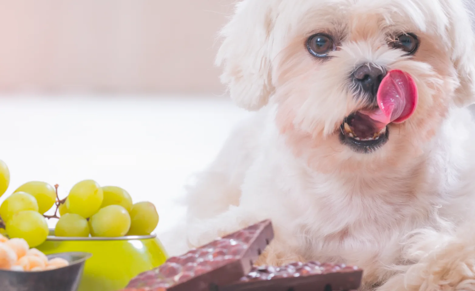 Small dog laying next to food Small dog laying next to food